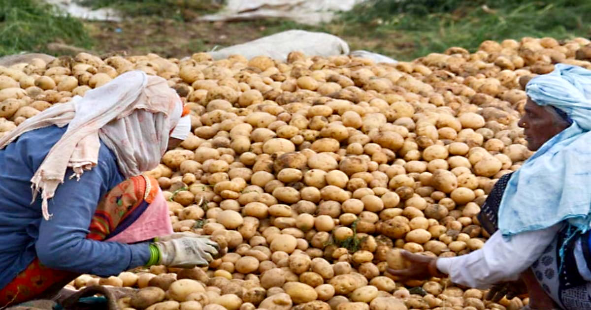 Potato prices fall lower!(আলুর দামে নিম্ন পতন!)