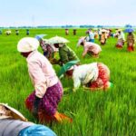 Krishakbondhu: ফসল ক্ষতিপূরণের টাকা দেওয়া শুরু! কিভাবে স্ট্যাটাস ও নাম চেক করবেন? জেনে নিন বিস্তারিত।